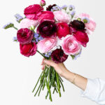 Bumbleberry Ranunculus (15+ stems)