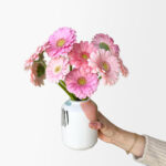 Ahead of the Gerb (11 stems, arrives in vase)