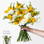 Be a Pineapple Freesia (40 stems, 80+ blooms)