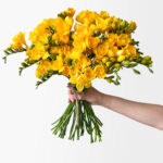 Bumblebee Freesia (40 stems, 80+ blooms)