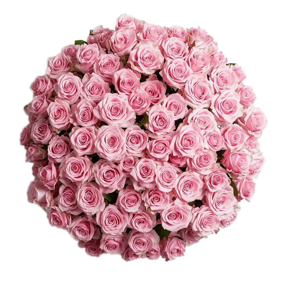 H6ecc19a9de174b92afc863626f7d53a5g-2.webp GlobalRose Fresh Cut Pink Roses 1000 40 Bundles 25 Fresh Bouquet for Birthday Anniversary Home Decor Delivery Gift - Image 1