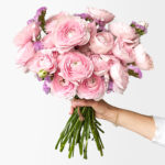 Bubble Gum Ranunculus (18+ stems)