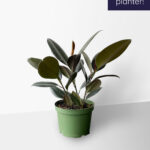 Burgundy Rubber Plant