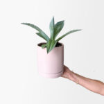 California Agave (lilac planter, with drainage)