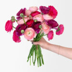 Bumbleberry Ranunculus (20 stems)