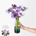 Abracadabra (8 stems, in vase)